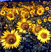 Sunflower Fields, France