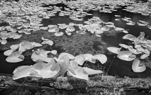 Lily Pad Pond, Oregon Coast