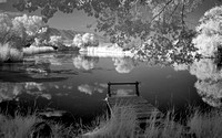 Spring-Fed Pond at Summer Lake