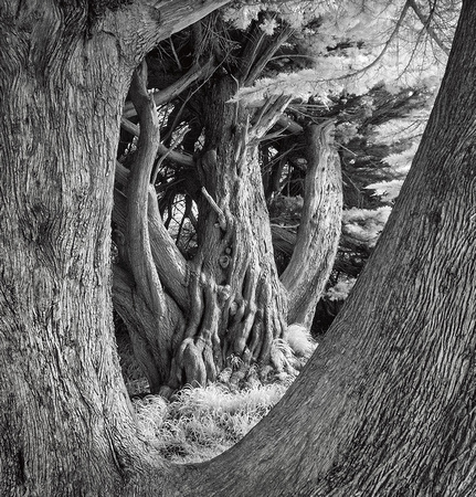 Old Cedars at Fort Orford Site