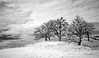 Mistletoe Oaks, Bear Creek Valley