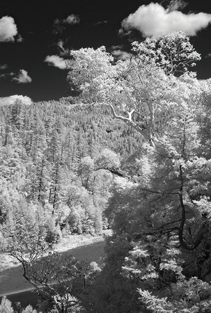 Madrone Over Skookumhouse Canyon