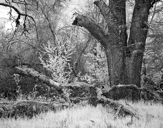 Old Oak on Little Butte Creek