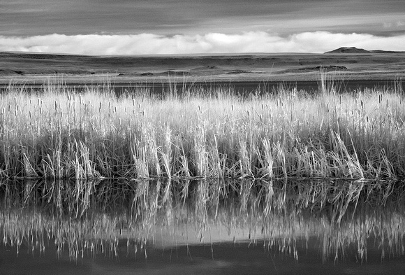 Cattails and Reeds, Summer Lake, Oregon